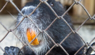 Genetic testing links California nutria to Oregon, suggesting someone set them loose