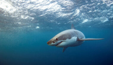 California set for one of its sharkiest summers in a decade as juvenile great whites head north