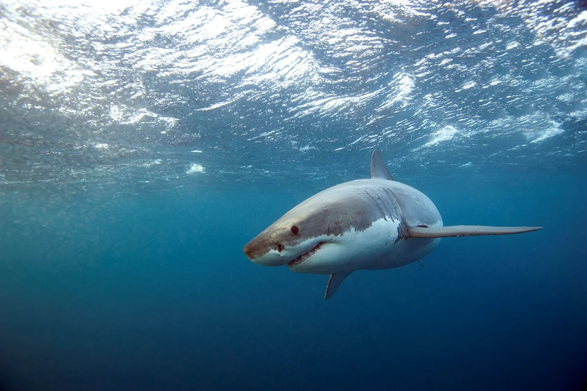 California set for one of its sharkiest summers in a decade as juvenile great whites head north