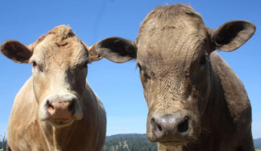 California scientists tested beefalo DNA, and most showed little to no bison ancestry