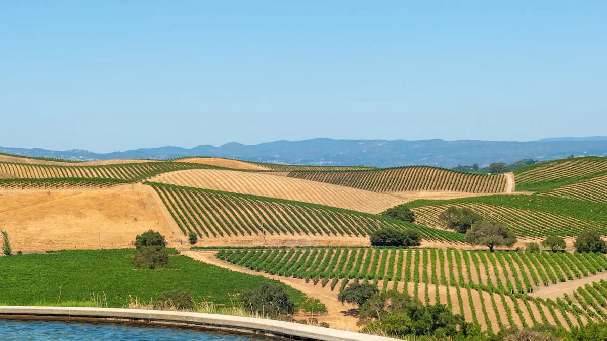 California wine map could flip as Napa, Sonoma fade, and coastal regions surge