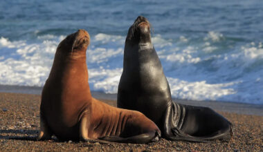 California tourists scatter as 2 sea lions charge San Diego beach after close-up photo attempt