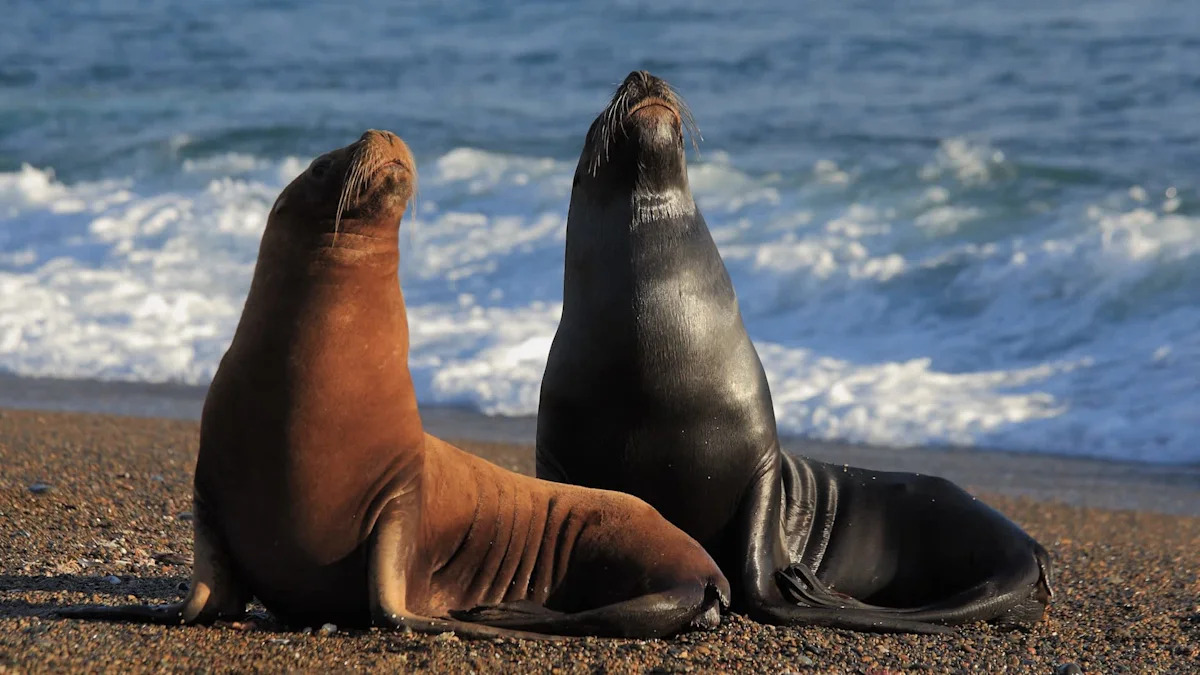 California tourists scatter as 2 sea lions charge San Diego beach after close-up photo attempt