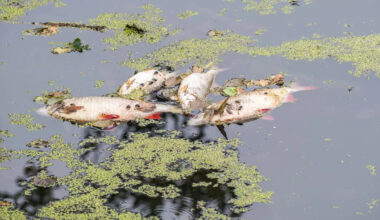 California HOA saw lake levels fall, fish die, and algae spread, then voted to resume payments