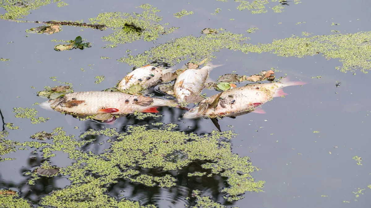 California HOA saw lake levels fall, fish die, and algae spread, then voted to resume payments