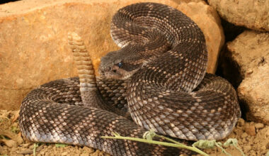 California study says adult rattlesnakes, not babies, deliver the more dangerous bites