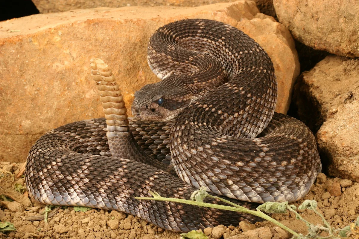 California study says adult rattlesnakes, not babies, deliver the more dangerous bites