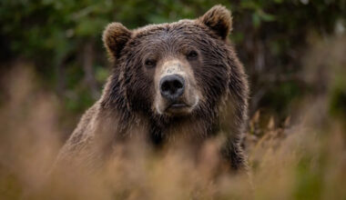 A century after grizzlies vanished, California wants to study bringing them back