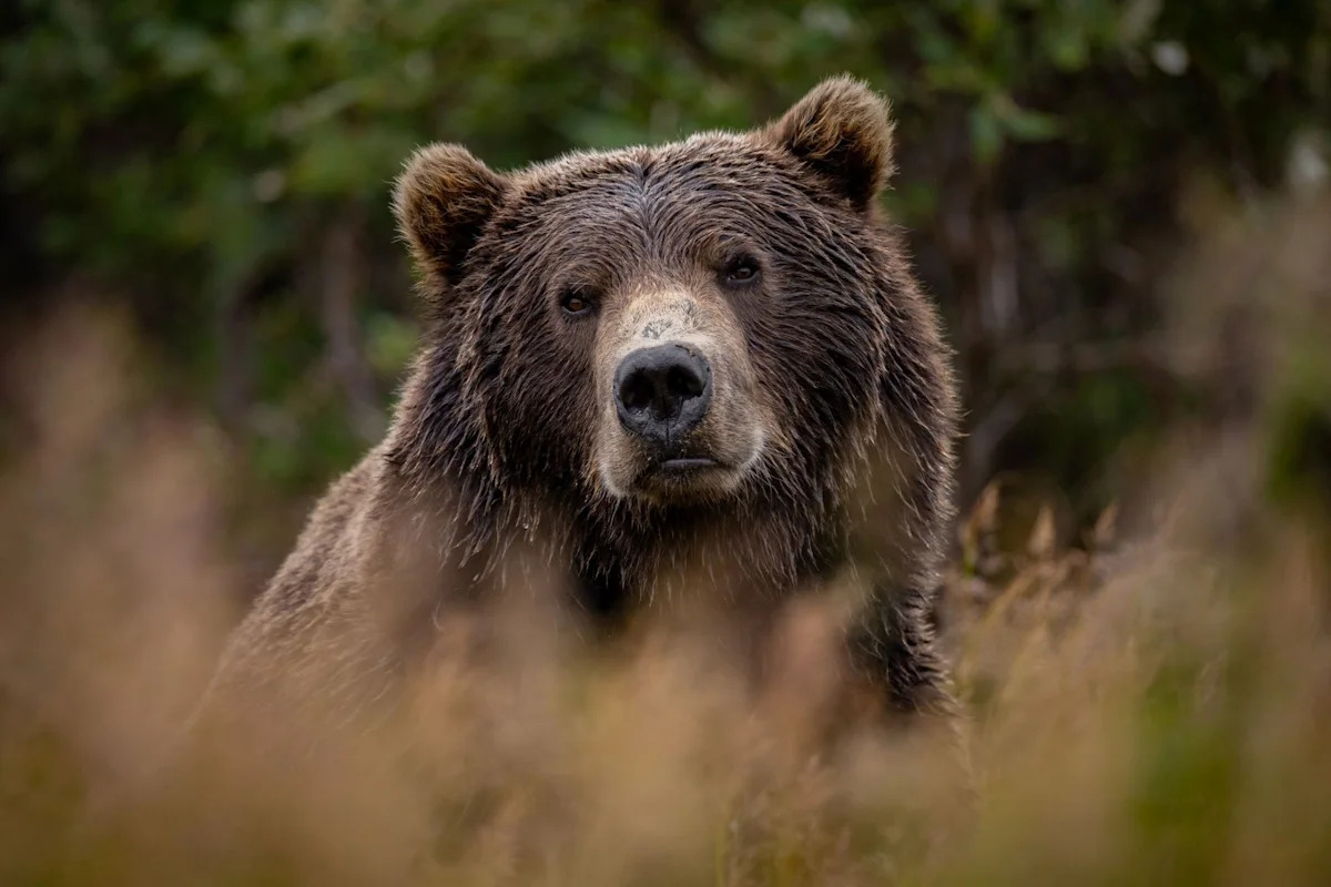 A century after grizzlies vanished, California wants to study bringing them back
