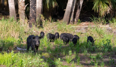 A dozen wild pigs tore up a California business park's lawn in days while hunting for grubs