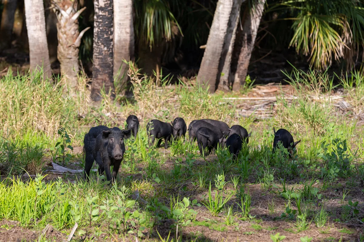 A dozen wild pigs tore up a California business park's lawn in days while hunting for grubs