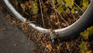 Rare California rattlesnake bite kills cyclist after fall off an Orange County trail