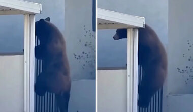Black bear scales a wall, slips a gate, and prowls California yards near an elementary school
