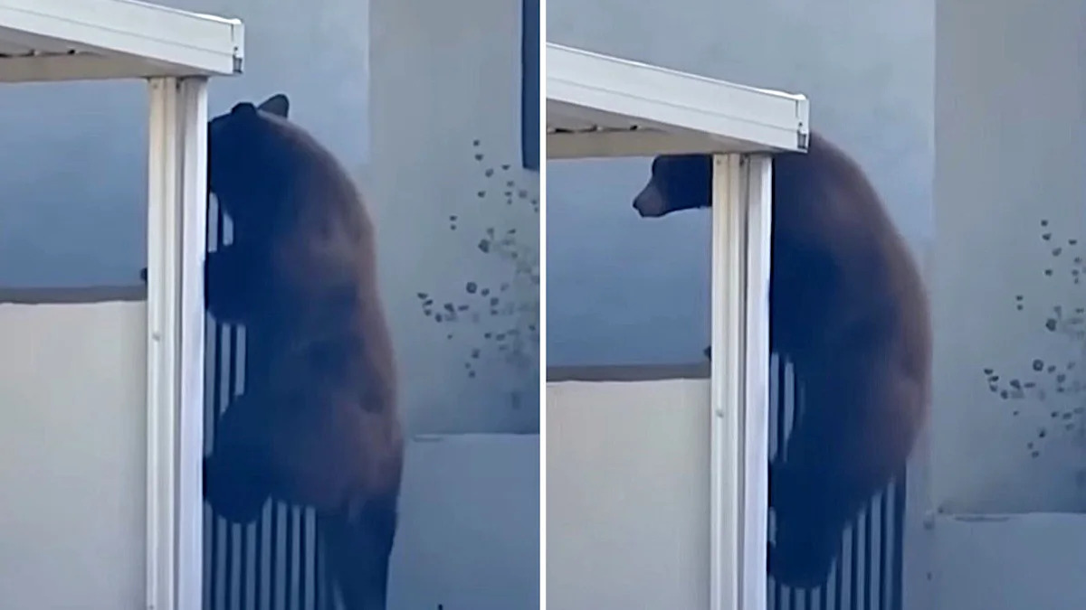 Black bear scales a wall, slips a gate, and prowls California yards near an elementary school