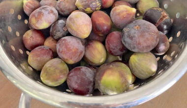 California forager heads out for a morning walk, returns with 4.5 pounds of black mission figs