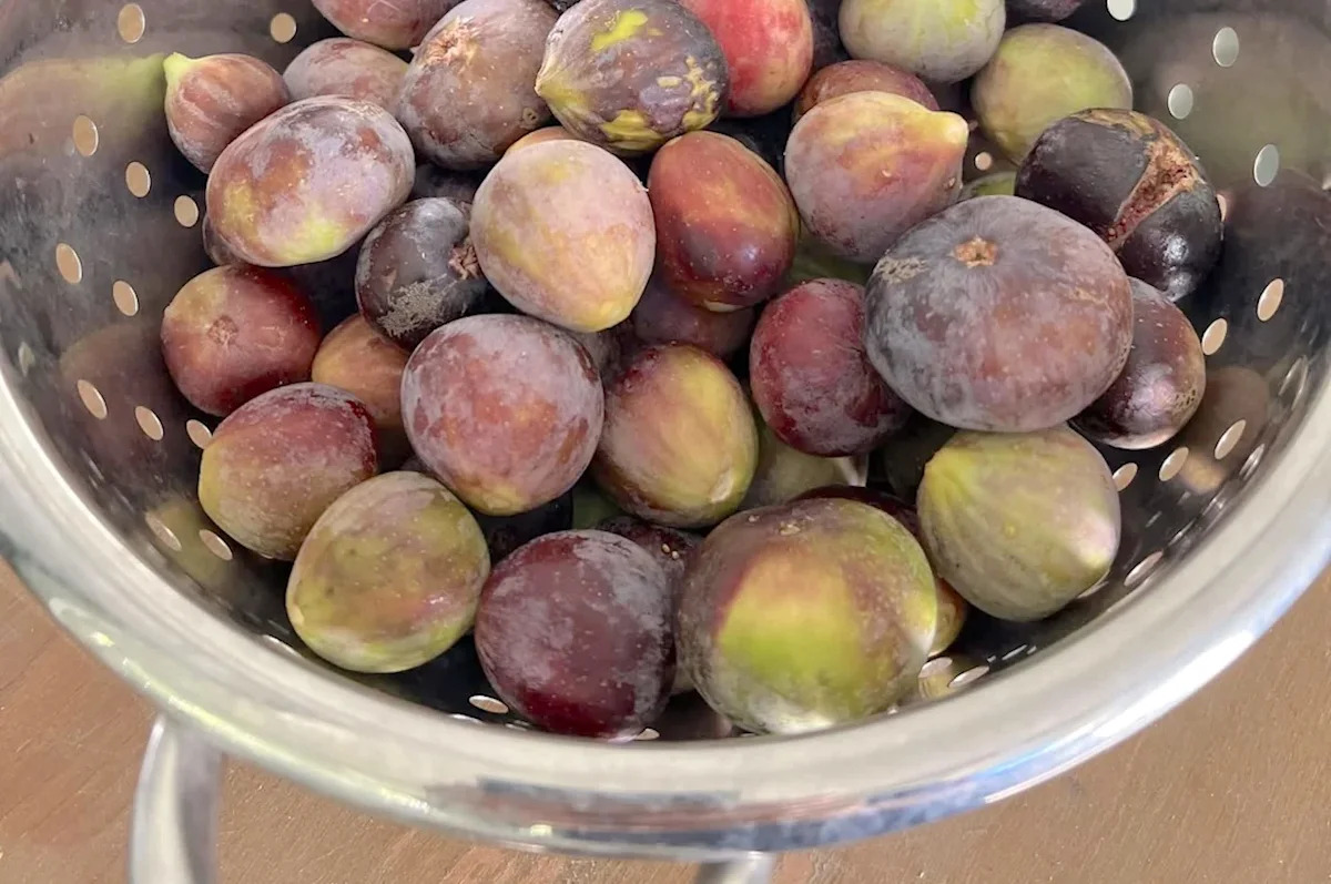 California forager heads out for a morning walk, returns with 4.5 pounds of black mission figs