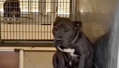 California shelter dog was adopted, then returned the same day over his 'bad-colored' coat