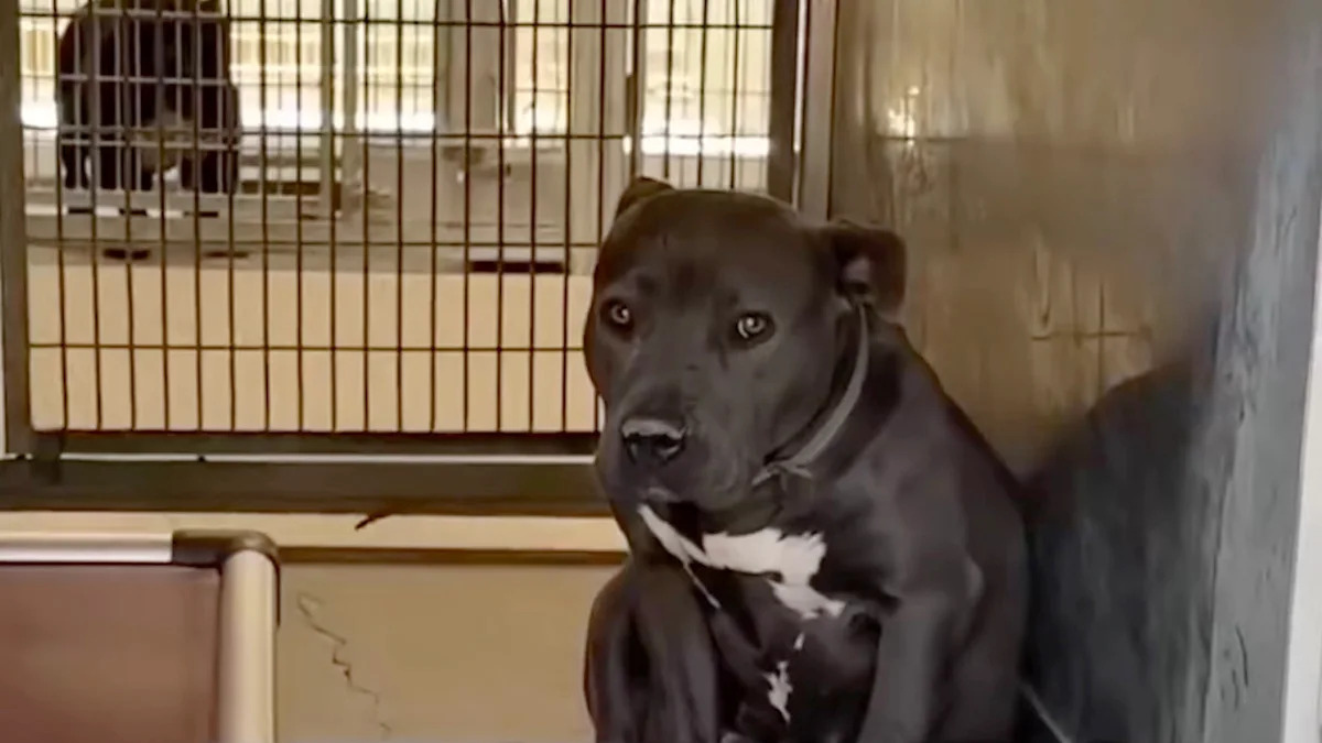 California shelter dog was adopted, then returned the same day over his 'bad-colored' coat