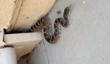 California apartment residents find venomous rattlesnake tucked into a stairway nook