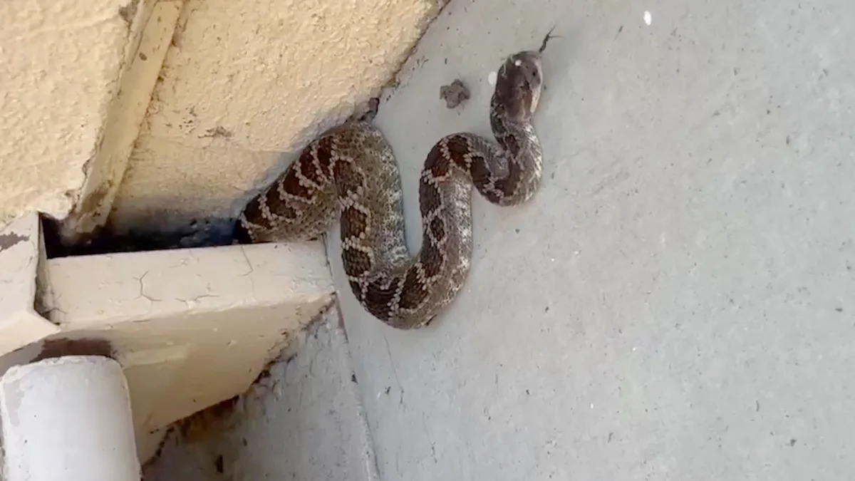 California apartment residents find venomous rattlesnake tucked into a stairway nook