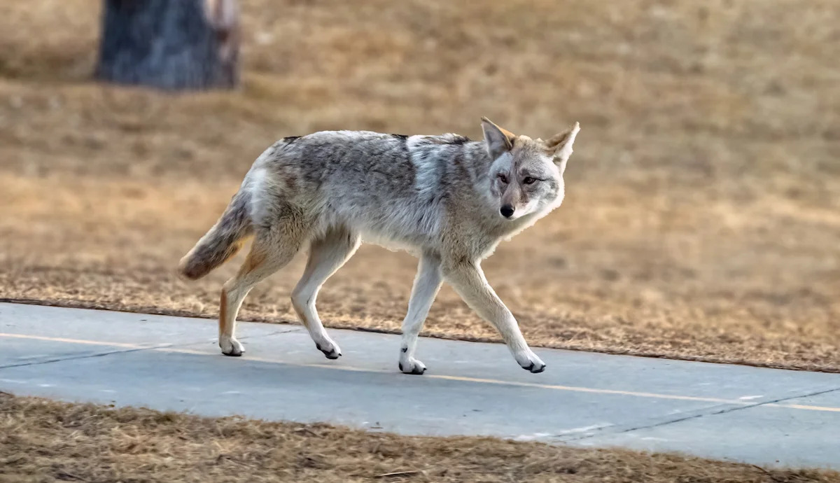 An abandoned California construction site became a coyote den, and neighbors hear them howl nightly