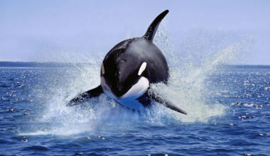 Whale-watchers off California spot rare orca hunt as dolphins are tossed into the air