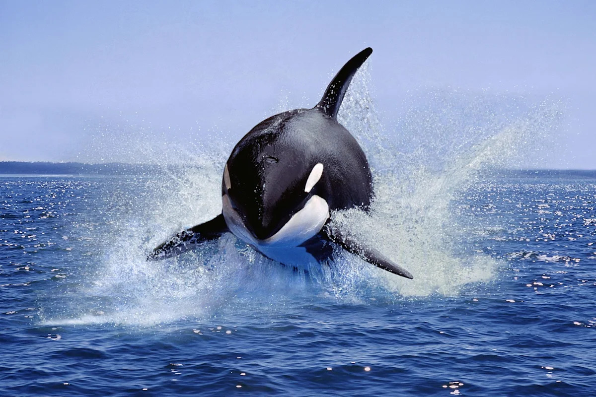 Whale-watchers off California spot rare orca hunt as dolphins are tossed into the air