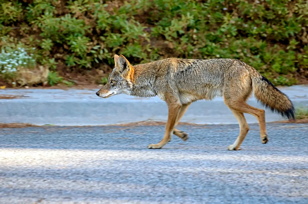 California city's coyote complaints plunge 76% after officials target feeding and trash