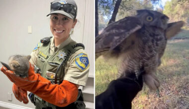California wildlife officer frees horned owl from barbed wire, then rescues baby fox from attic