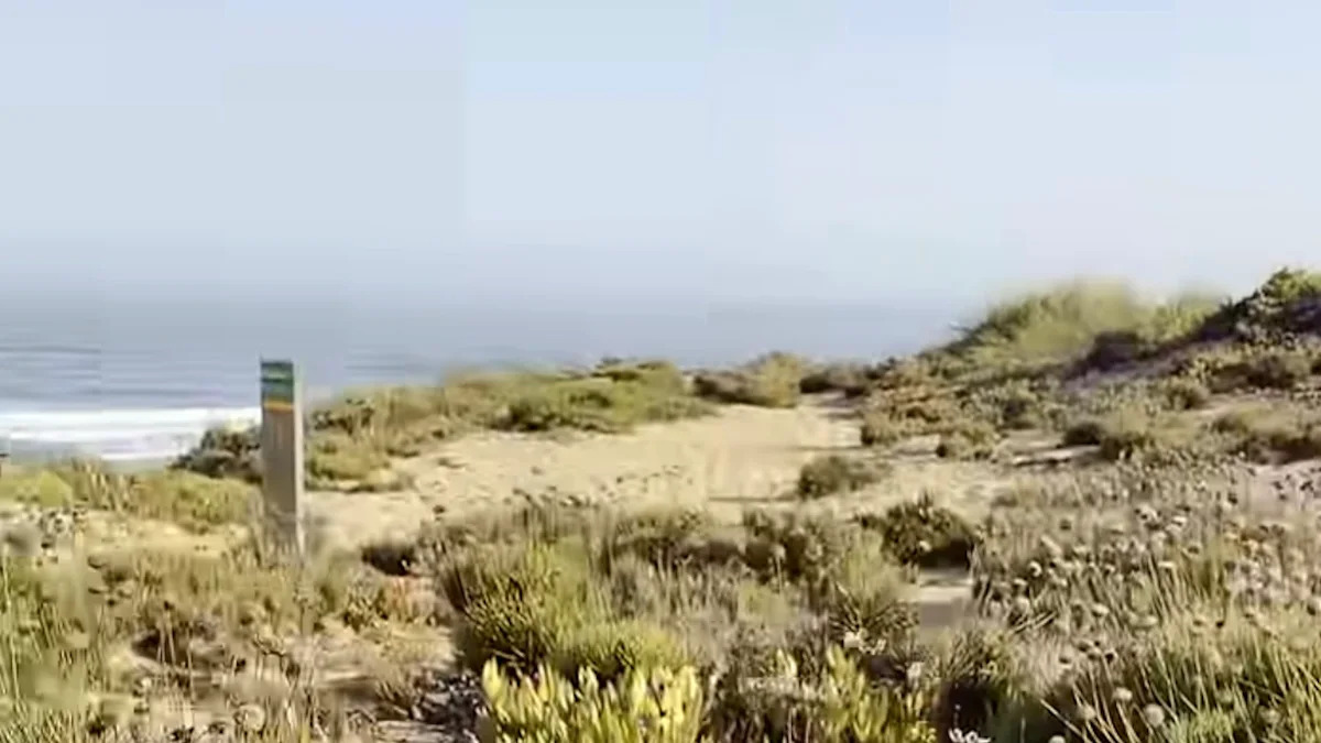 California beachgoers are being urged to pull invasive ice plant before dunes disappear