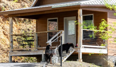 A bear wandered into a California living room, and in Tahoe, homeowners say 'the bears are winning'