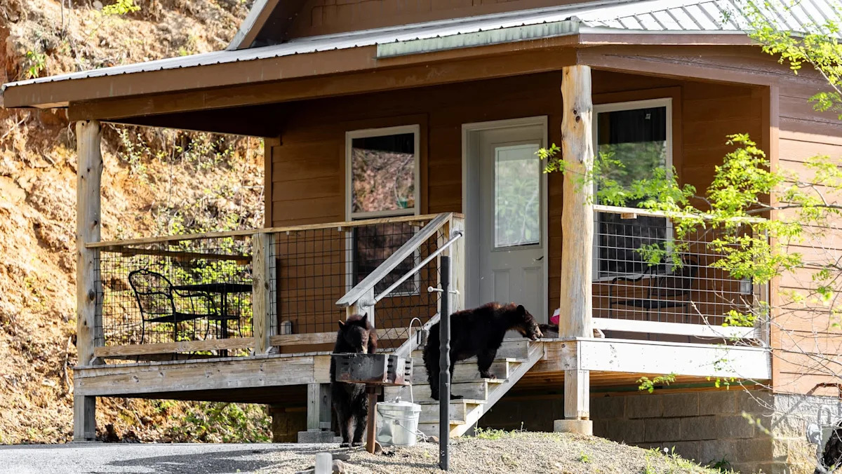 A bear wandered into a California living room, and in Tahoe, homeowners say 'the bears are winning'