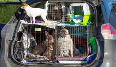 California woman claimed rescue charity, then 14 dogs were found caged in her hot car