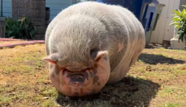 California neighbors save pet pig, 'Big Mama,' before garage fire can spread to nearby home