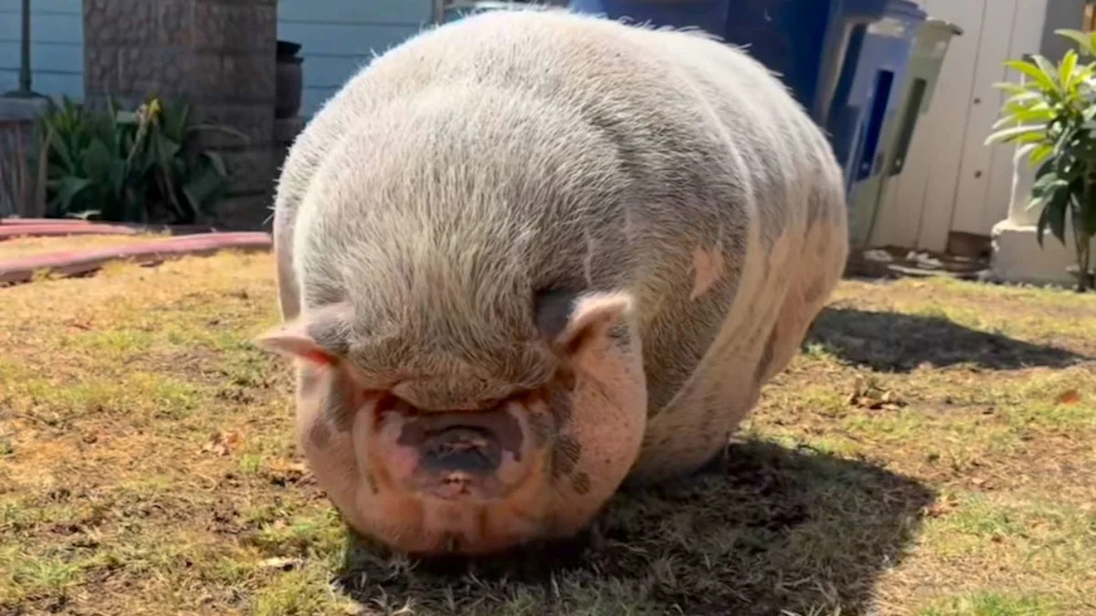 California neighbors save pet pig, 'Big Mama,' before garage fire can spread to nearby home