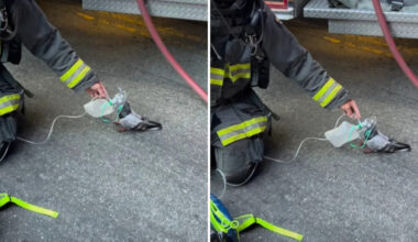 California firefighters give oxygen to a smoke-stricken pigeon, and the video takes off