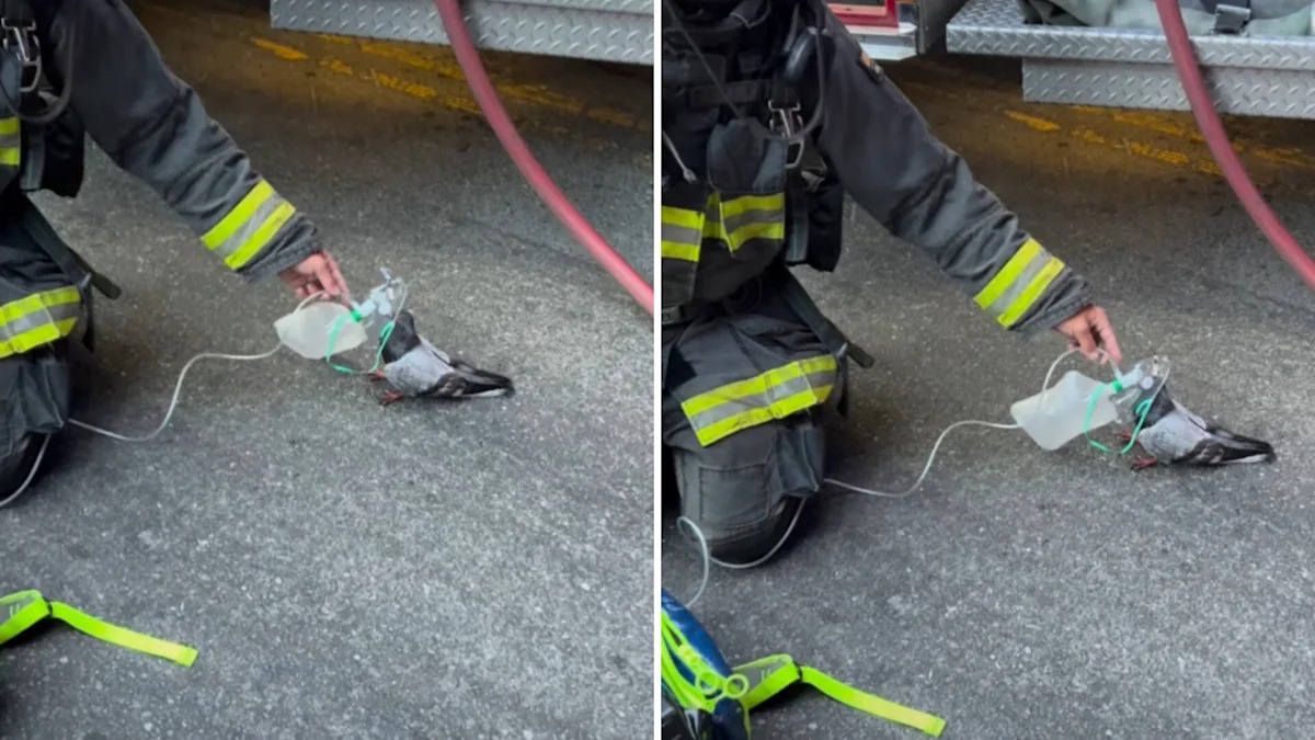 California firefighters give oxygen to a smoke-stricken pigeon, and the video takes off