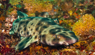 California study finds sharks kept playing with toys after meals, and one napped on a toy