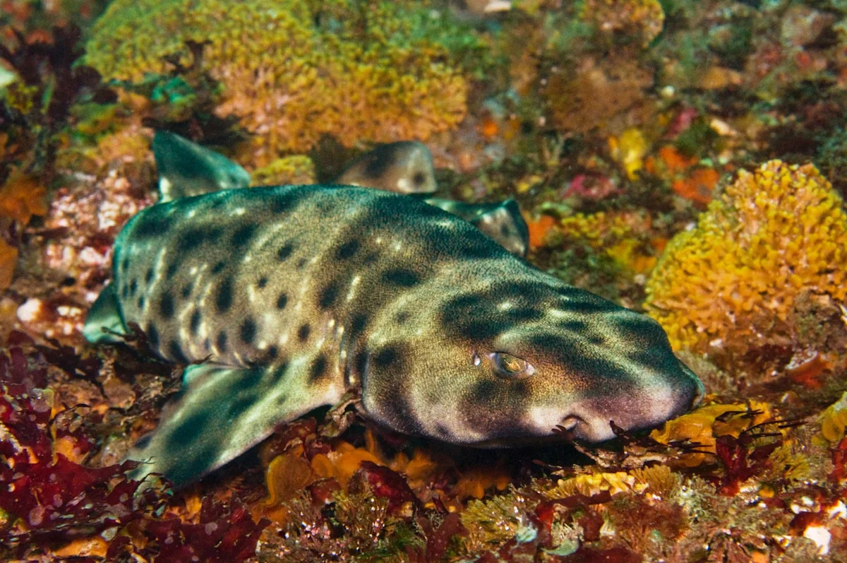 California study finds sharks kept playing with toys after meals, and one napped on a toy