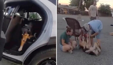 California dog flees fireworks and gunfire, then deputies bring Fig home 10 days later