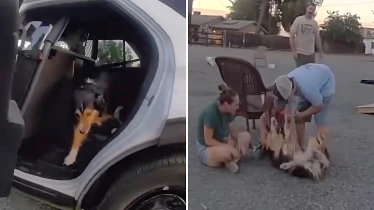 California dog flees fireworks and gunfire, then deputies bring Fig home 10 days later