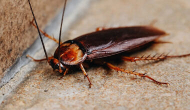 Cockroach crawls across reporter during Southern California heat report, and she never flinches