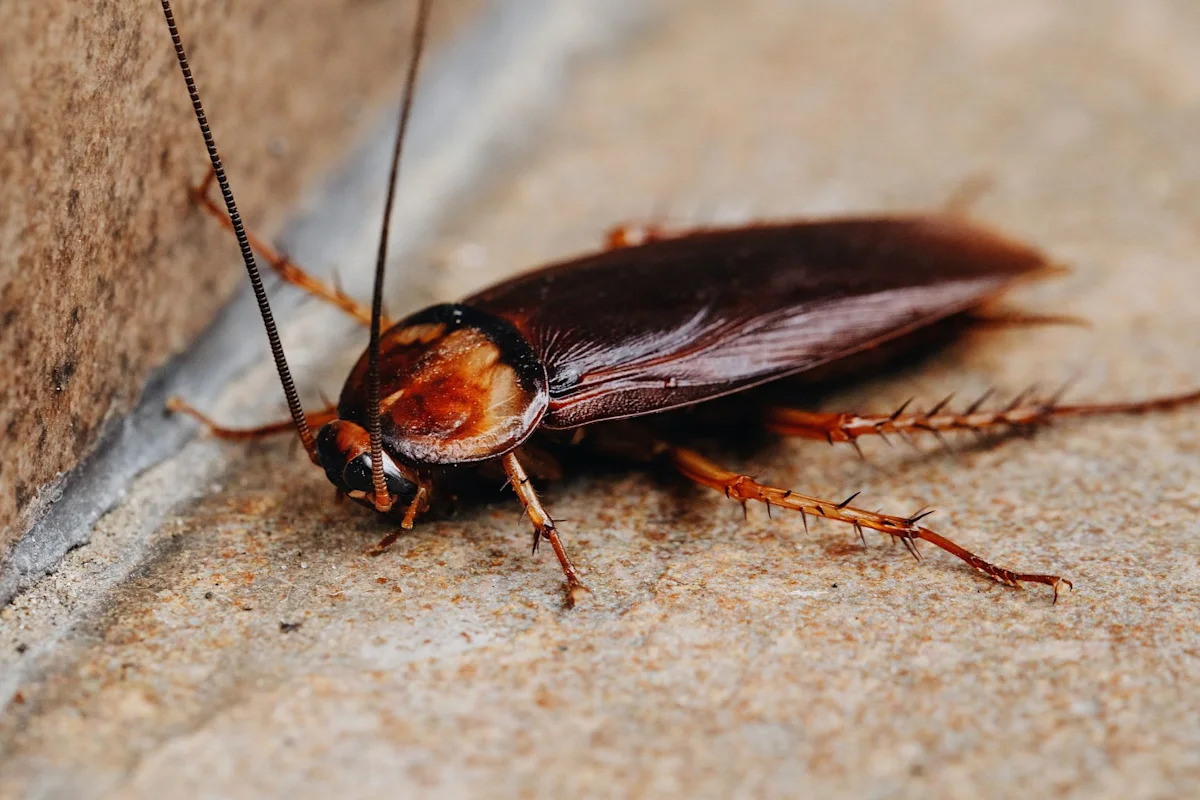 Cockroach crawls across reporter during Southern California heat report, and she never flinches