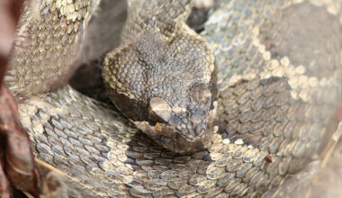 Man given 54 doses of antivenom to survive rattlesnake bite in California