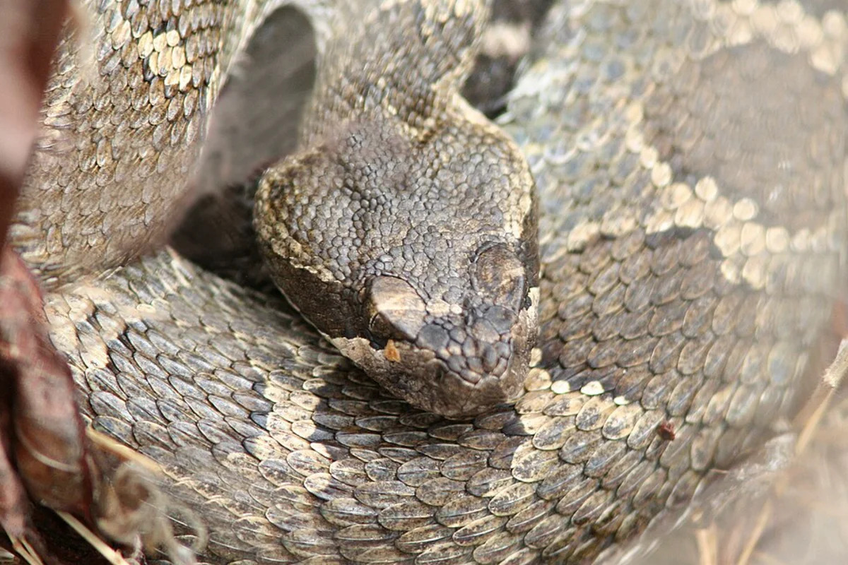 Man given 54 doses of antivenom to survive rattlesnake bite in California