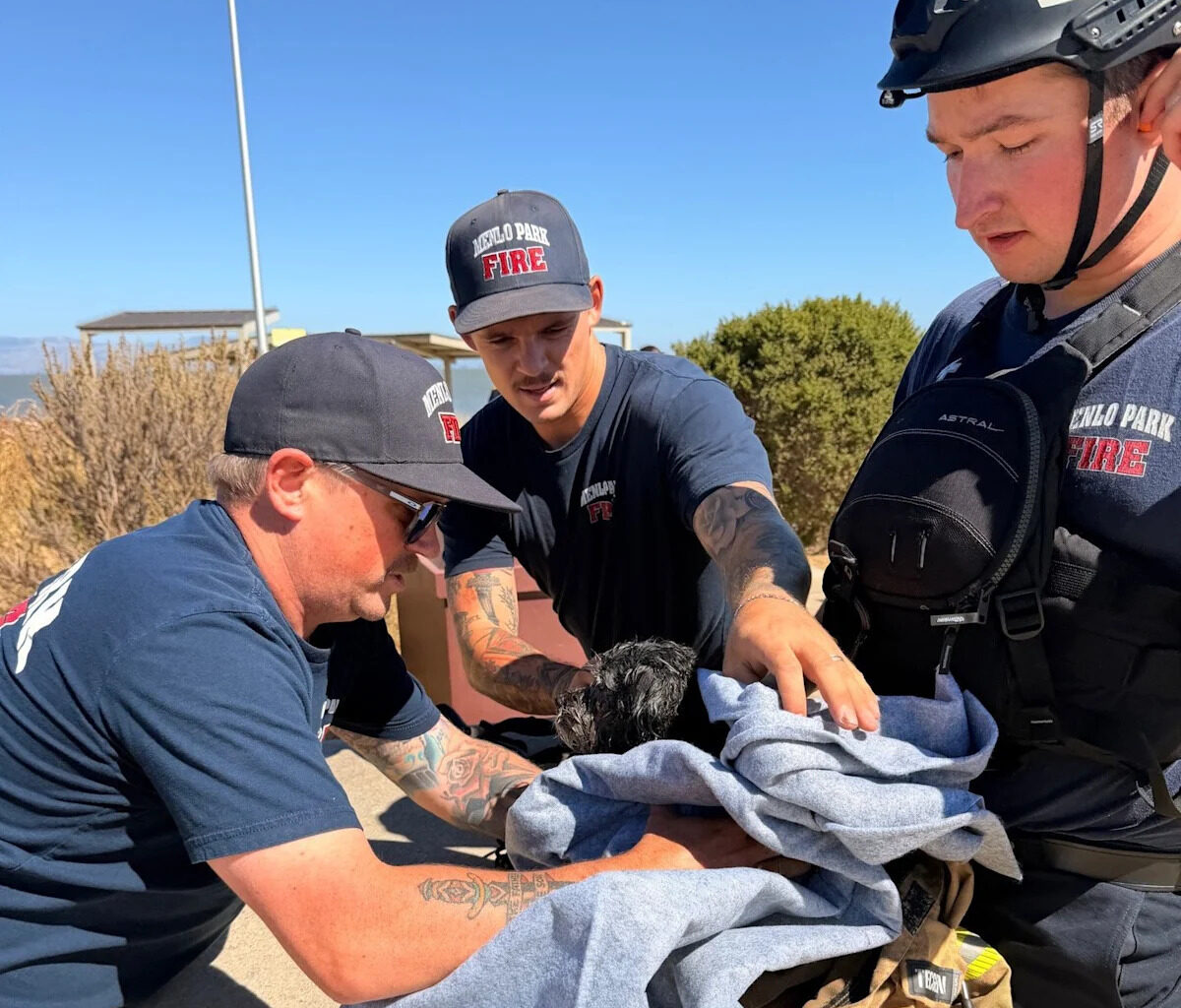 Watch: Dog missing for weeks found swimming in San Francisco Bay
