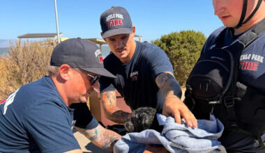 Watch: Dog missing for weeks found swimming in San Francisco Bay