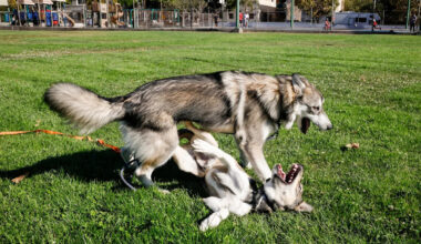 How a city with more dogs than children turned on its canine friends