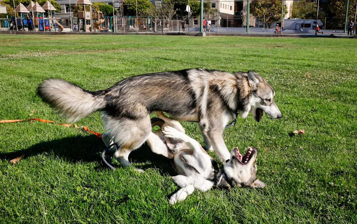 How a city with more dogs than children turned on its canine friends