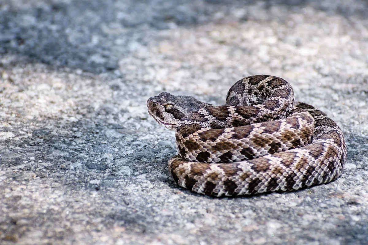 Man bit by rattlesnake in California, requires 54 rounds of antivenom